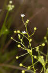 Seaside brookweed <BR>Water pimpernel